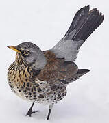 Fieldfare