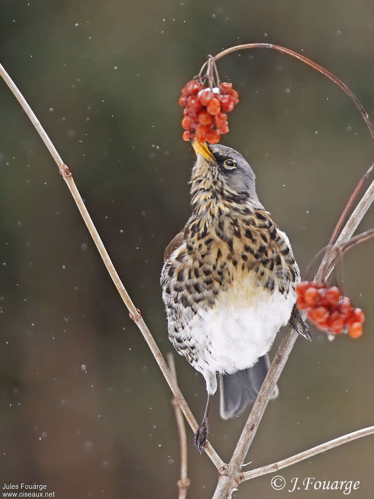 Fieldfare, feeding habits, Behaviour