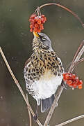 Fieldfare