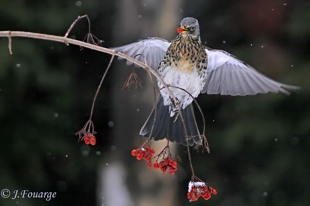 Fieldfare, feeding habits, Behaviour