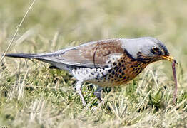 Fieldfare