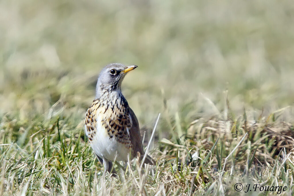 Grive litorne, identification, régime, Comportement