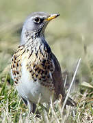 Fieldfare