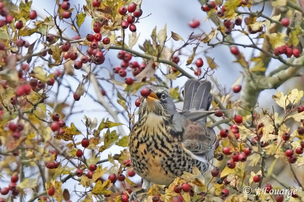 Fieldfare, feeding habits