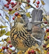 Fieldfare