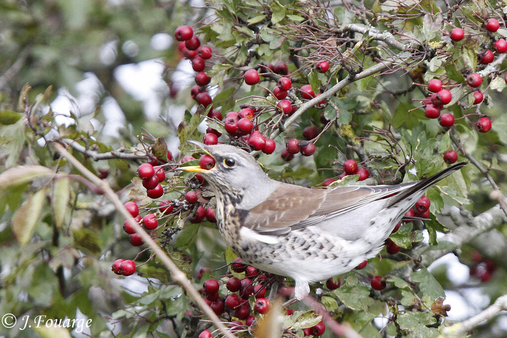 Fieldfare, feeding habits, Behaviour