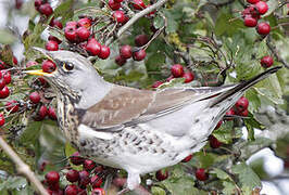 Fieldfare