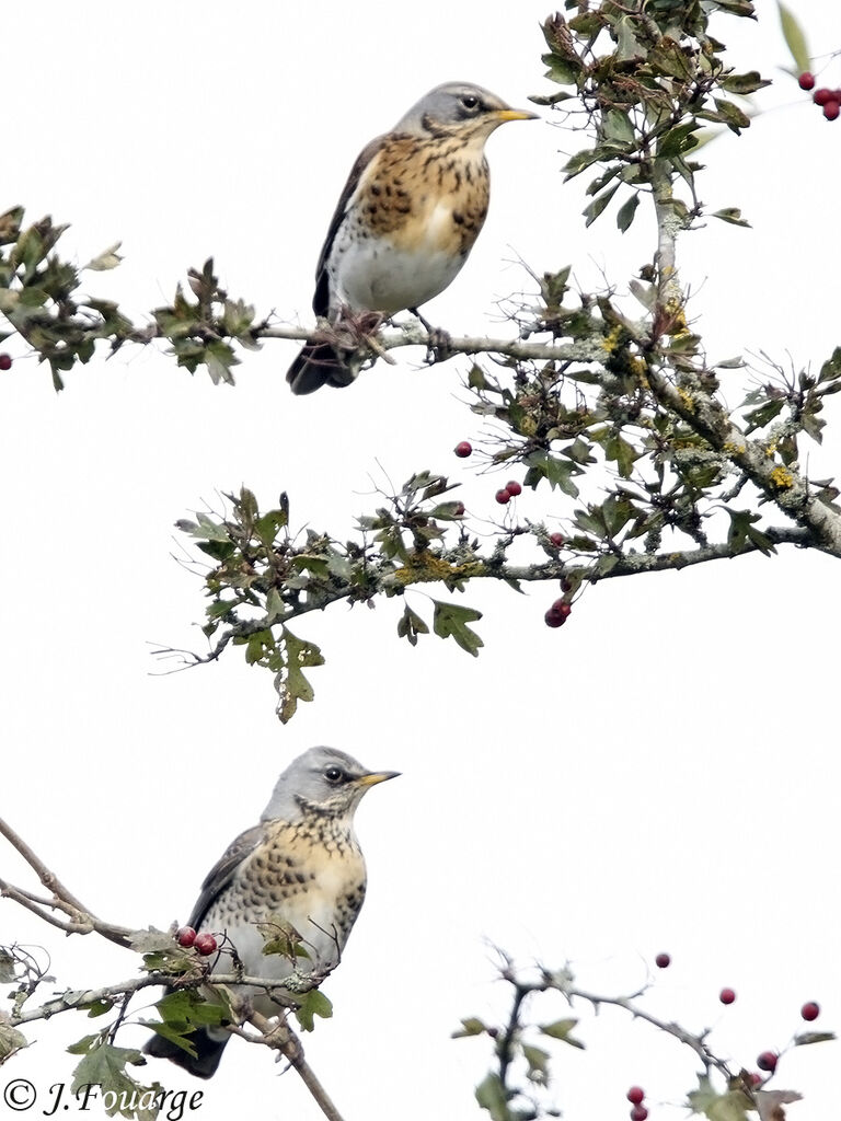 Fieldfare, identification