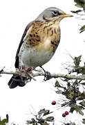 Fieldfare