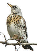 Fieldfare