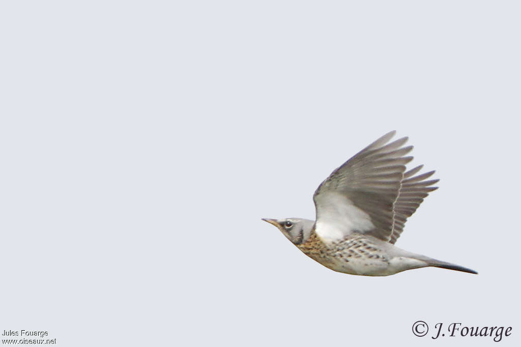 Fieldfare, Flight