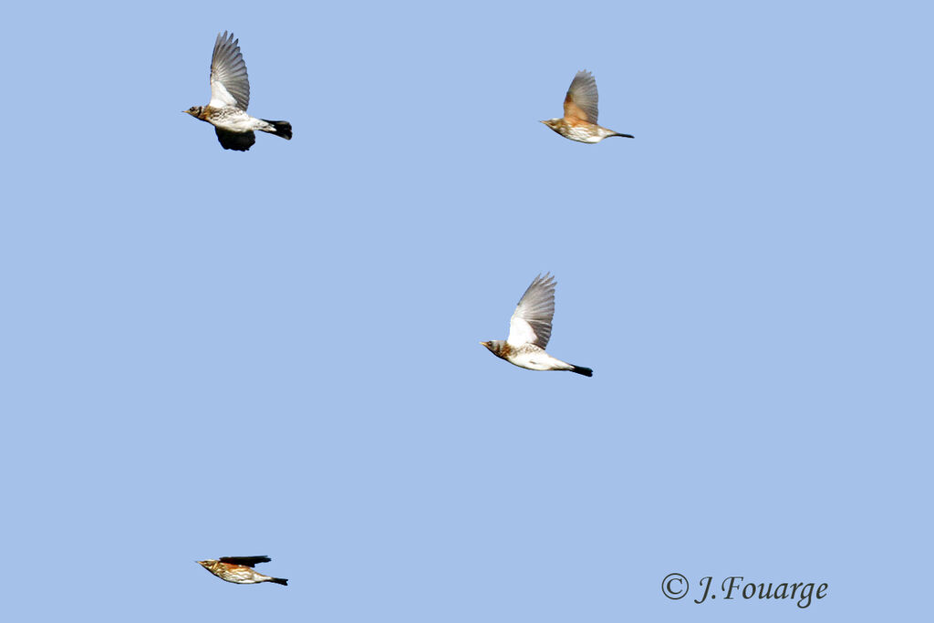 Fieldfare, Flight