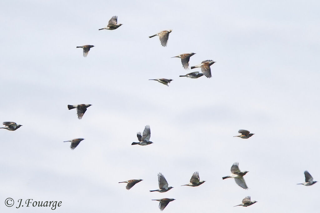 Fieldfare, Flight