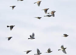 Fieldfare