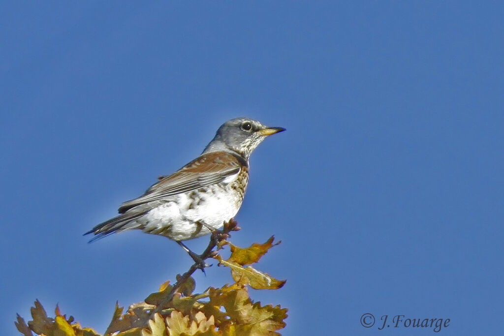 Fieldfare