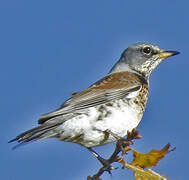 Fieldfare