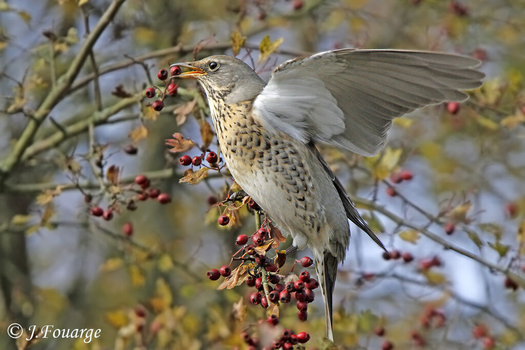 Fieldfare, feeding habits, Behaviour