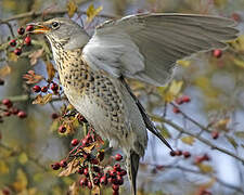 Fieldfare