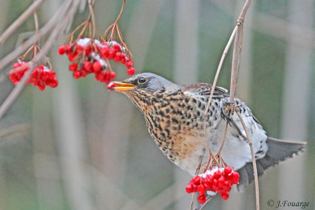 Fieldfare, identification, feeding habits, Behaviour