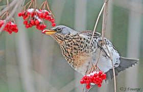 Fieldfare