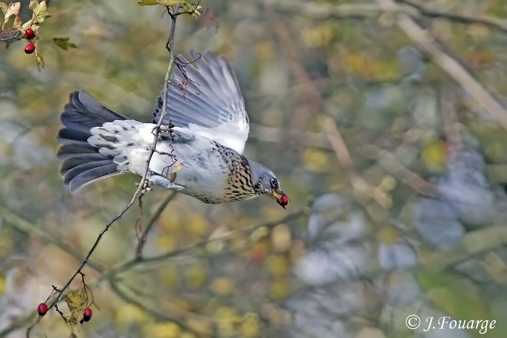 Fieldfare, feeding habits, Behaviour