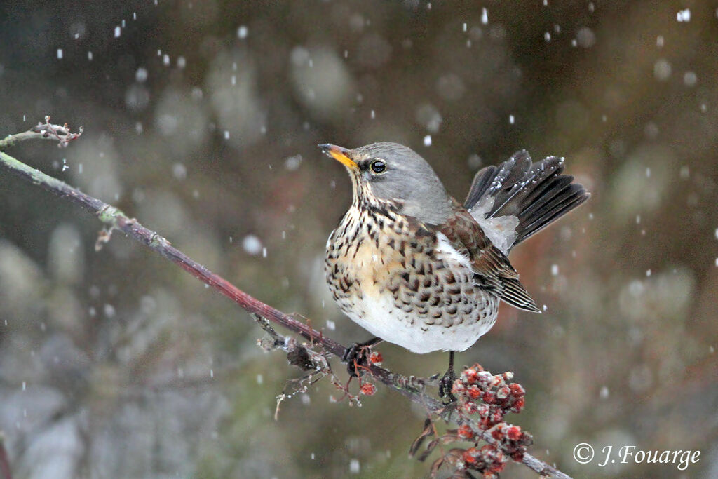 Fieldfare, identification