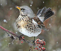 Fieldfare