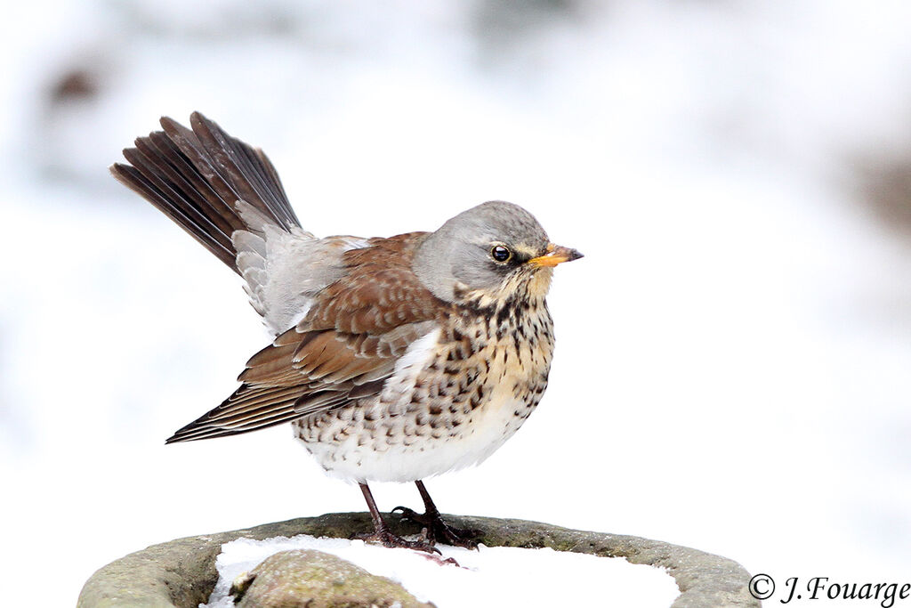 Fieldfare, identification