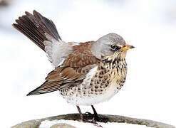 Fieldfare