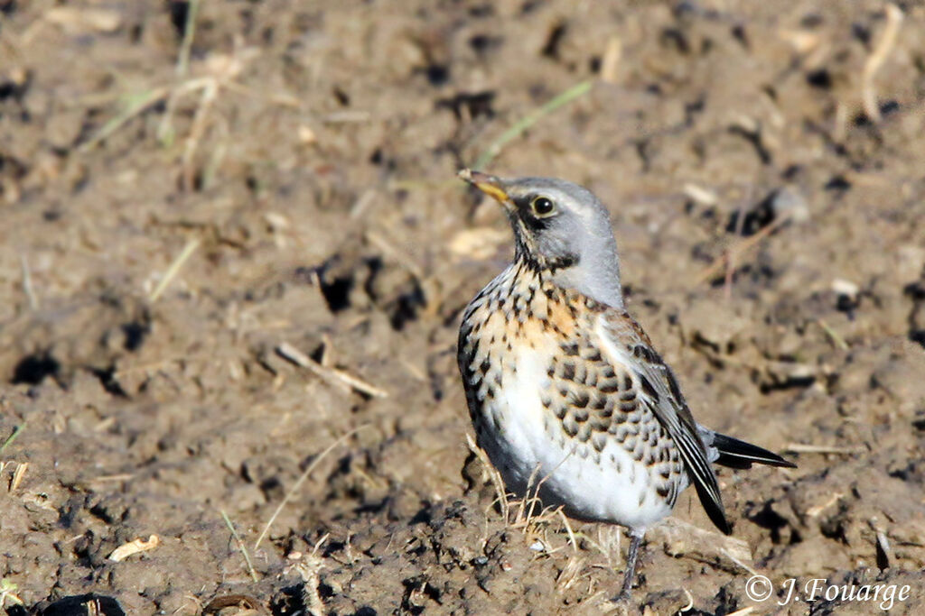 Fieldfare, identification, Behaviour