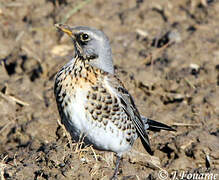 Fieldfare