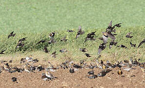 Fieldfare