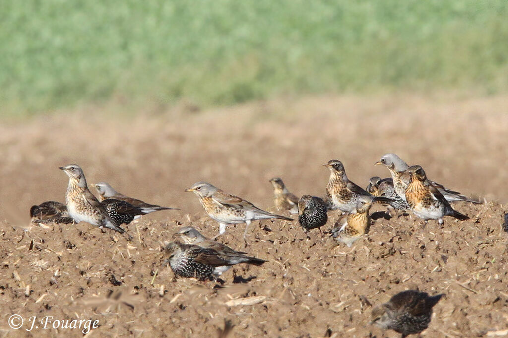 Fieldfare, identification, feeding habits, Behaviour