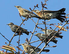 Fieldfare