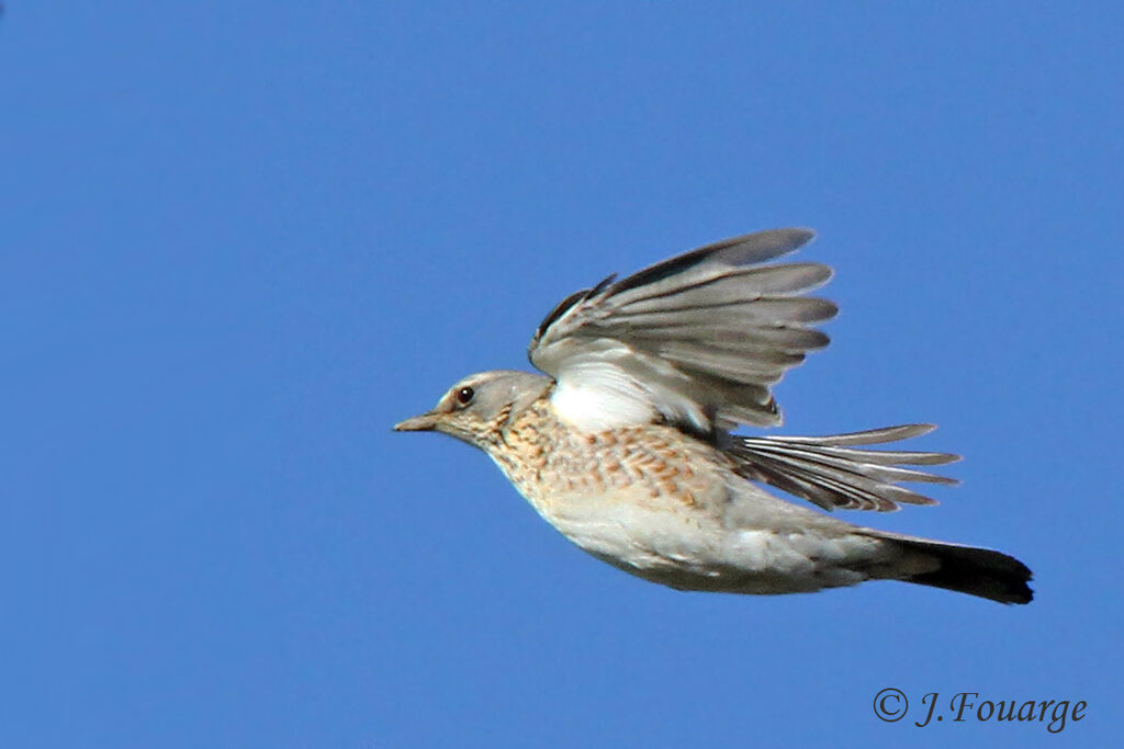 Fieldfare, Flight