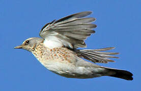 Fieldfare