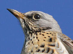 Fieldfare