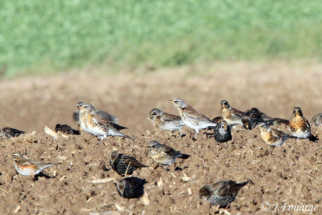 Fieldfare, identification