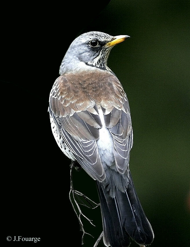 Fieldfare