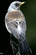 Fieldfare