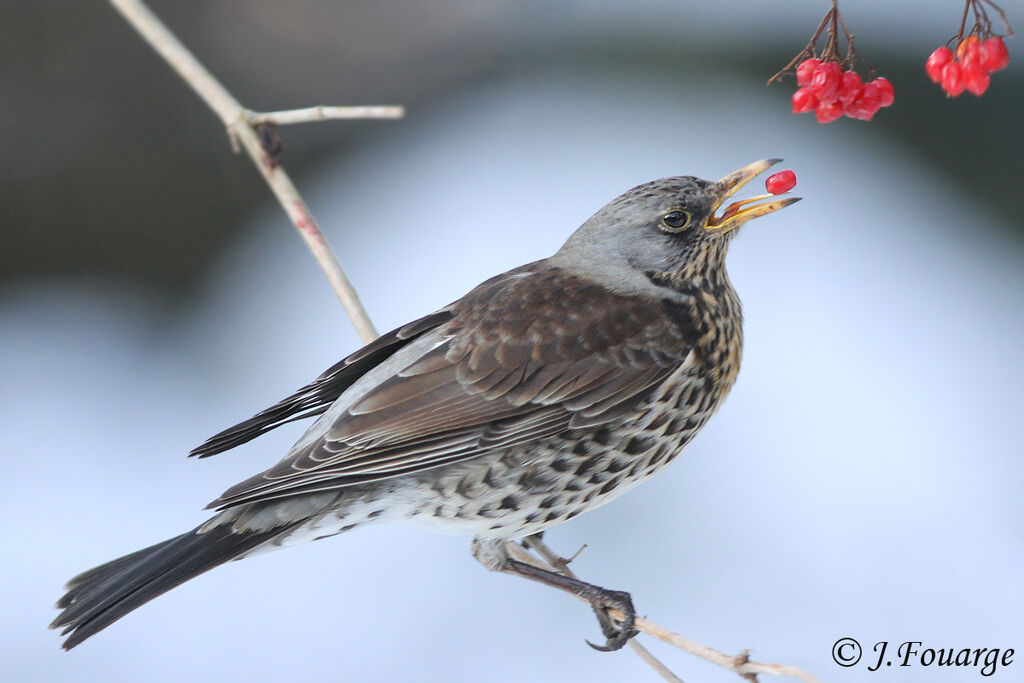 Fieldfare male adult, identification, feeding habits, Behaviour