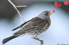 Fieldfare