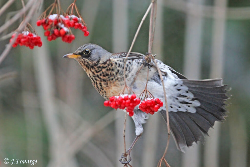 Fieldfare, identification, feeding habits, Behaviour