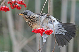 Fieldfare