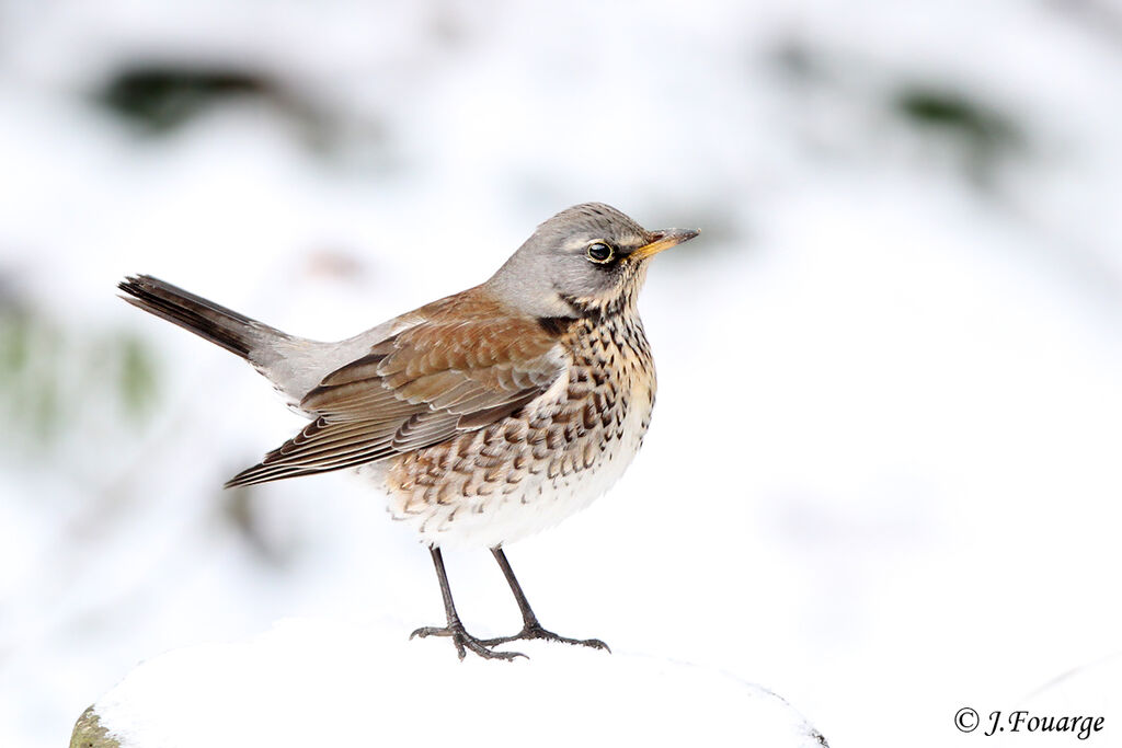 Fieldfare, identification