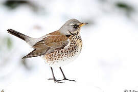 Fieldfare