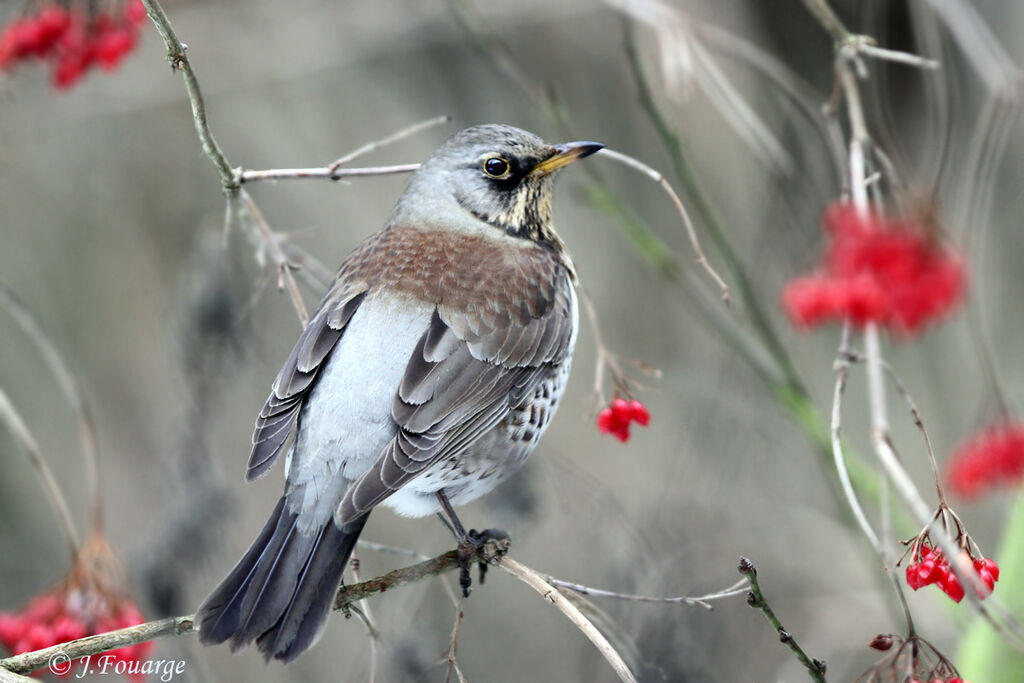 Fieldfare, identification