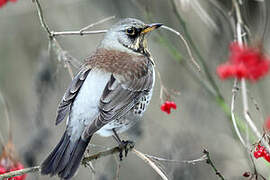 Fieldfare