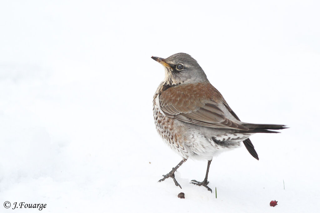 Fieldfare