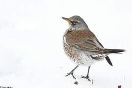 Fieldfare